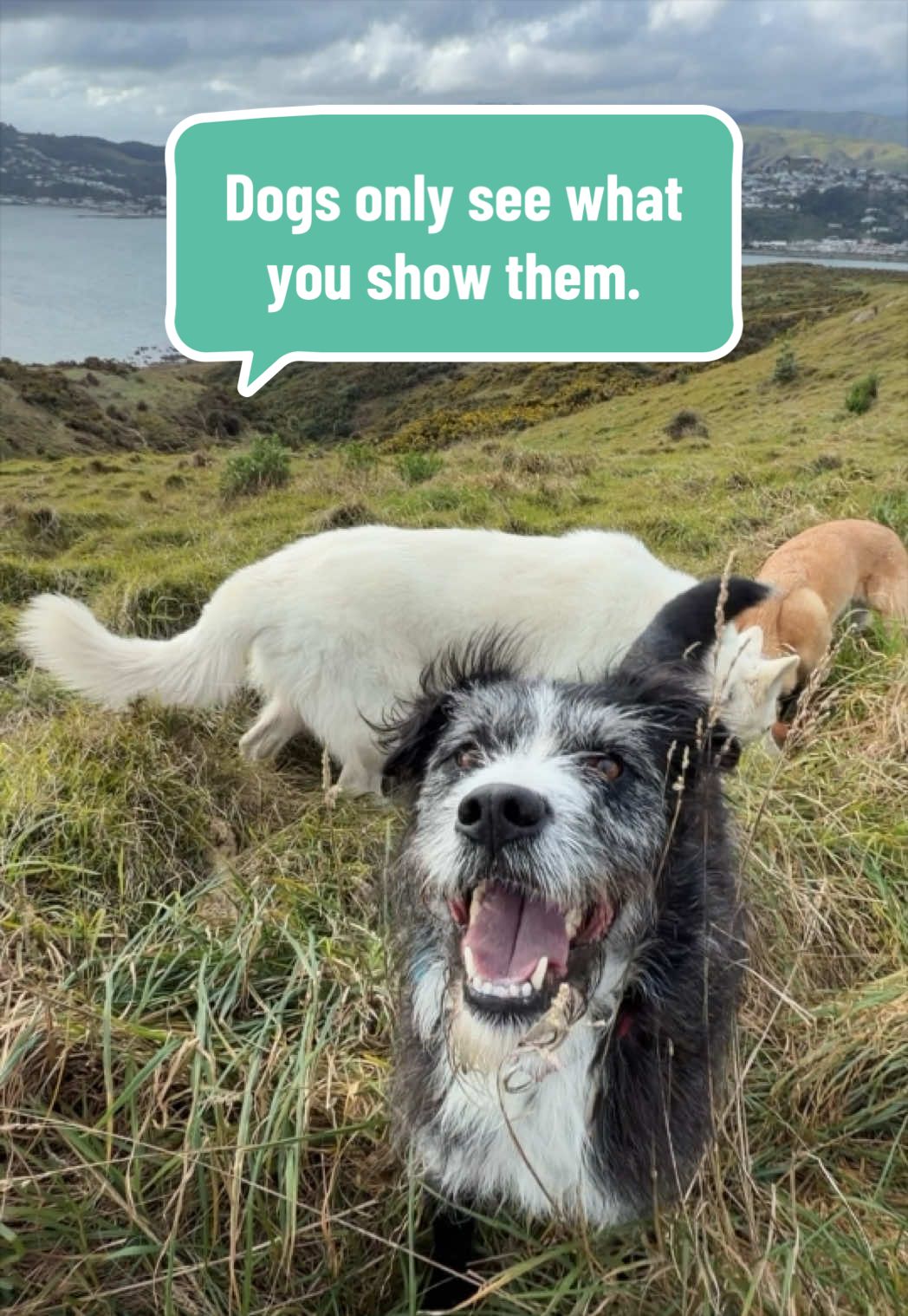@Beks 🐺 Dog Handler 🇳🇿