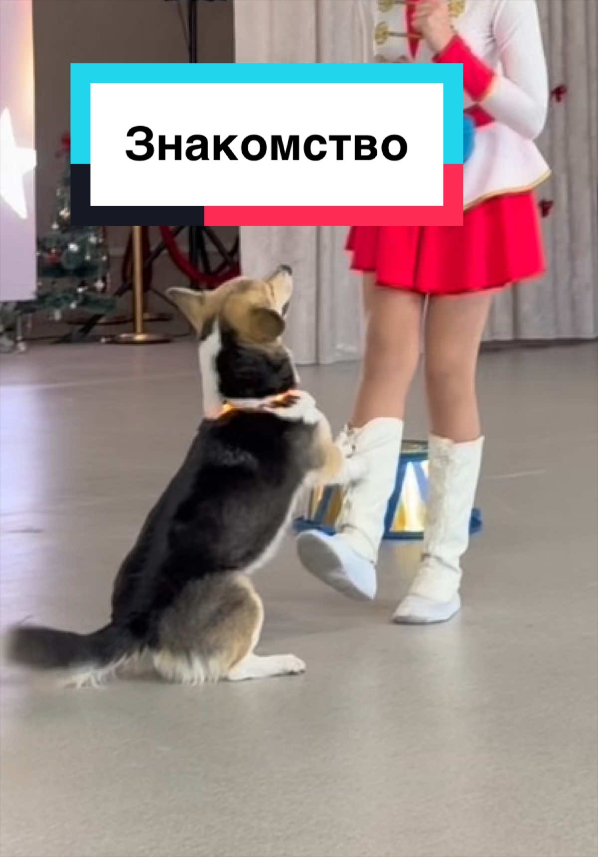 @НЕ КОРГИ
