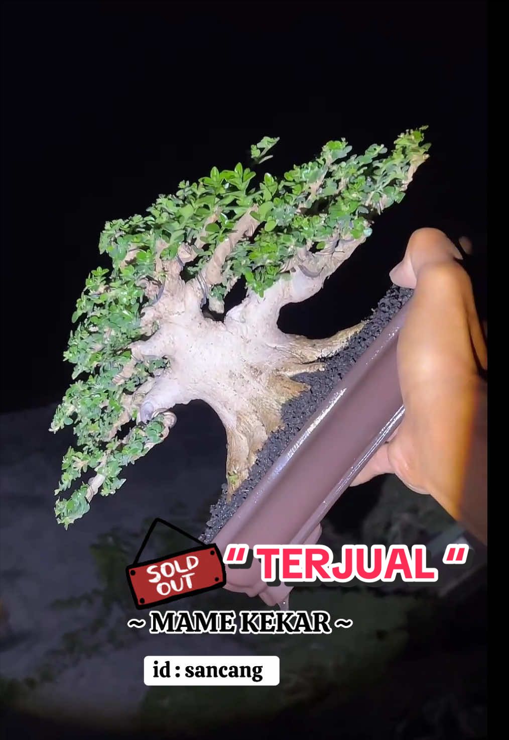 @warbonsai_purwodadi