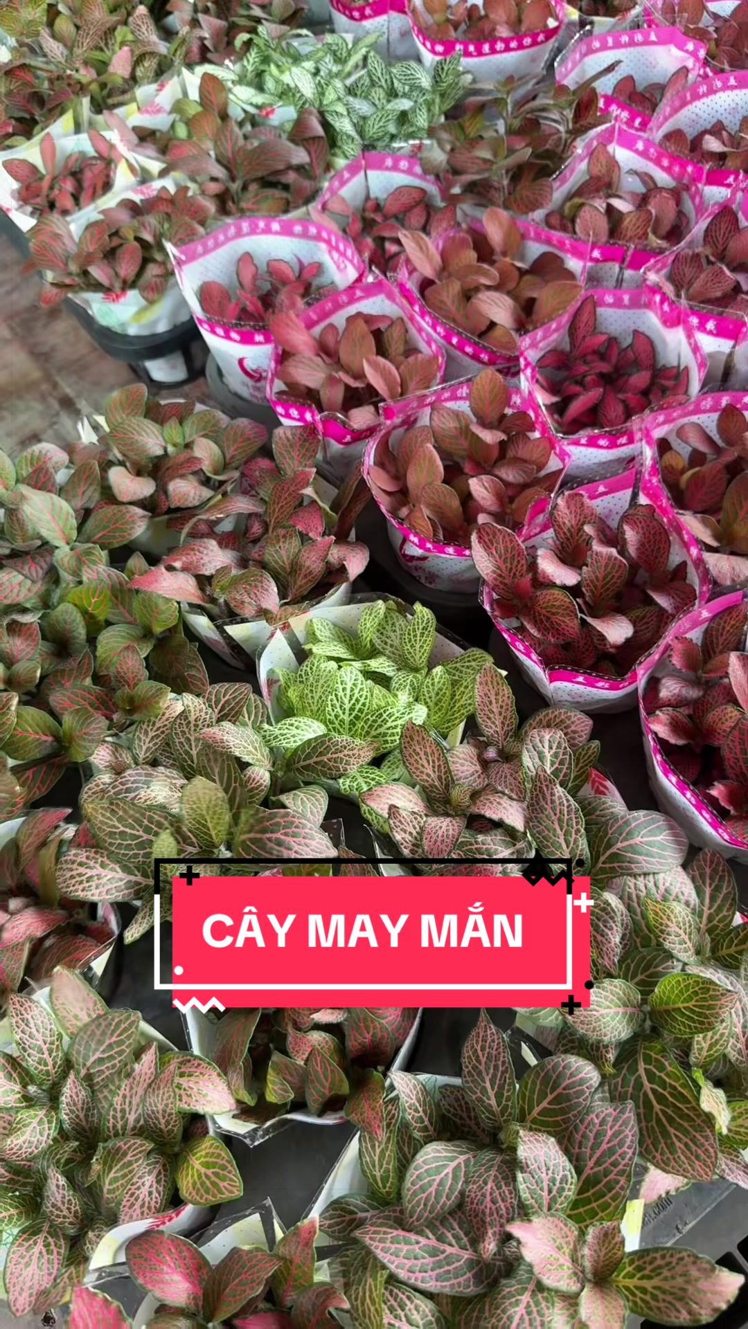 @Cây Xanh Phong Hồng