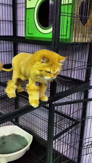 @Cats Hometown Pet Shop Klang