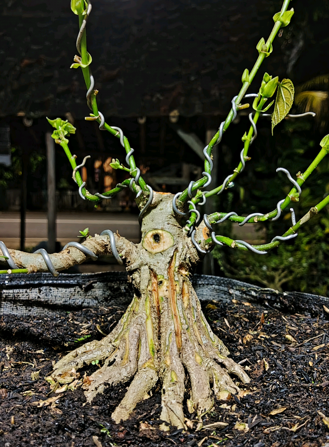@RA'BONSAI