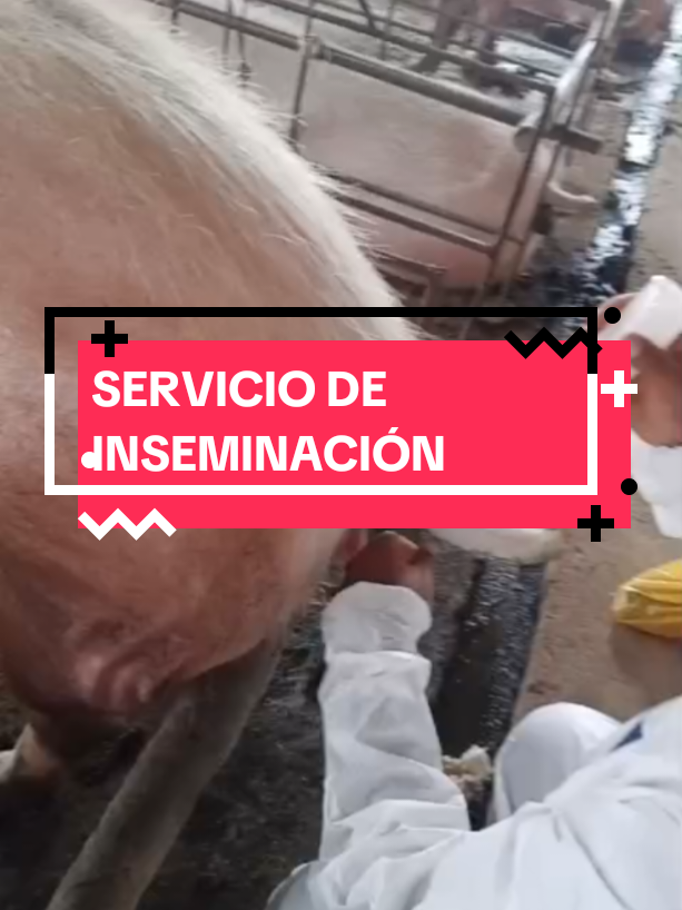@Jean.Cisneros.Porcicultura