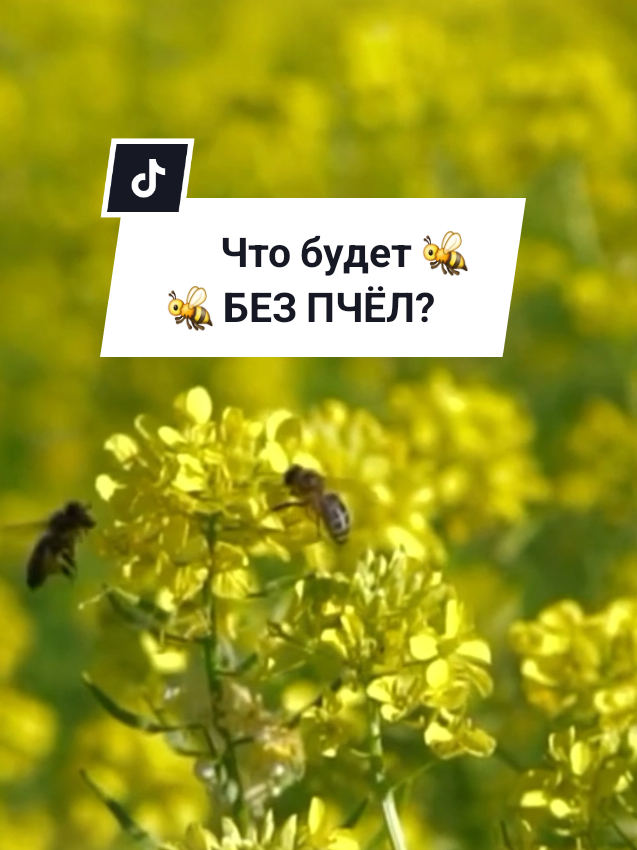 @Калейдоскоп фактов