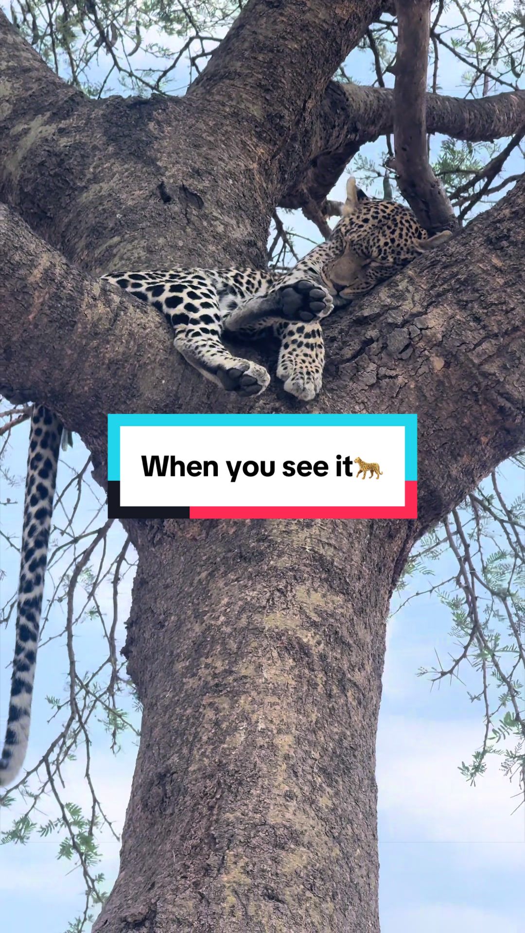 @Milana Tours and Safaris