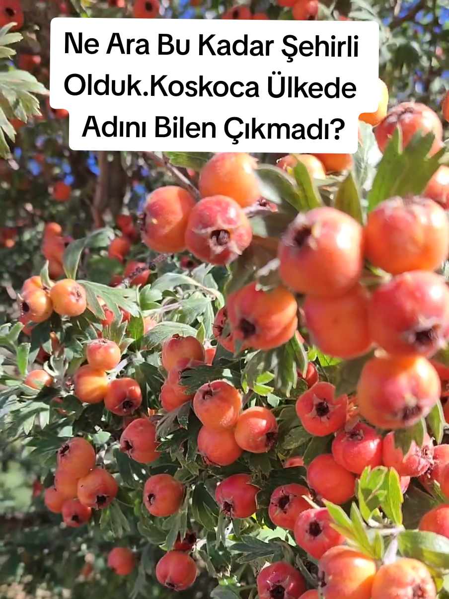 @Sorgunadair