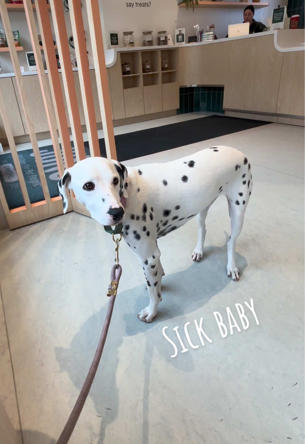 @Nevada the Dalmatian