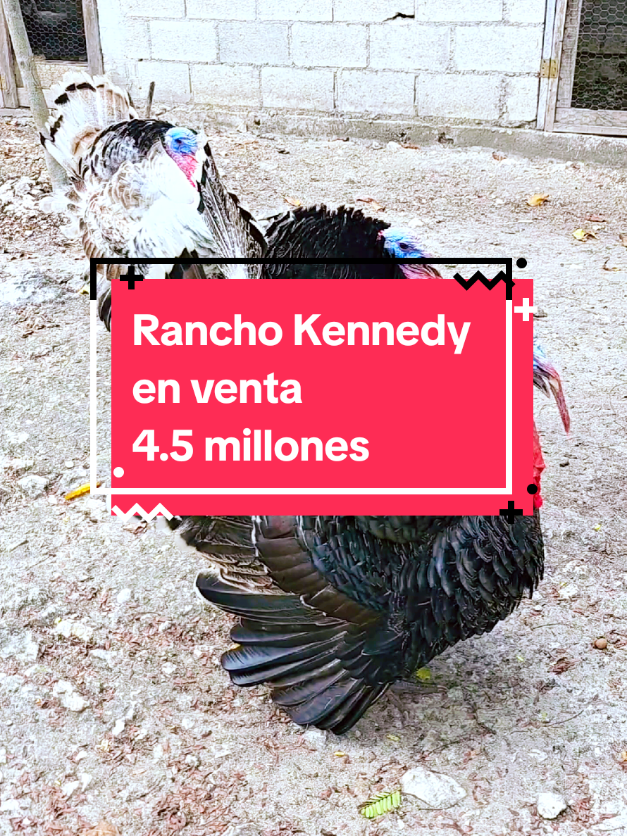 @Jose Chein - Bienes Raices