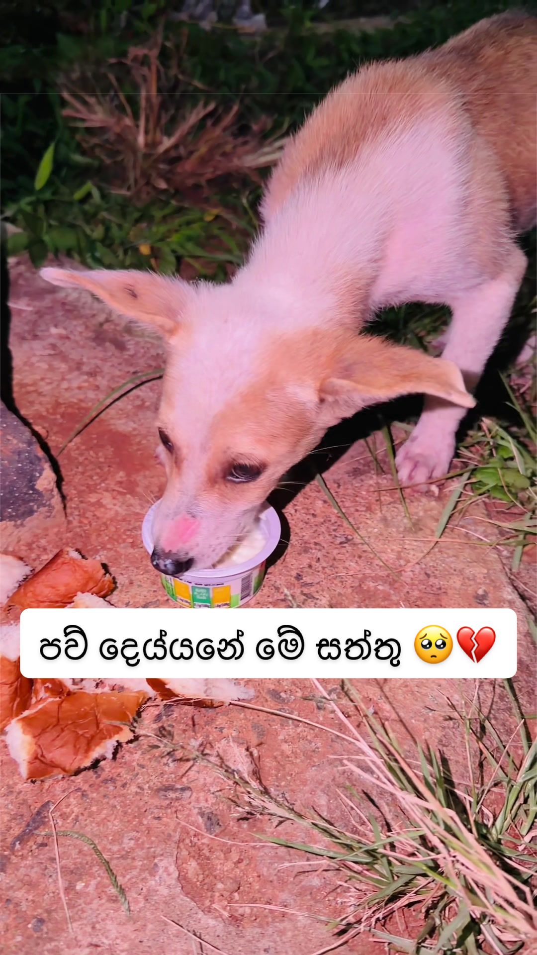 @DOG LOVERS