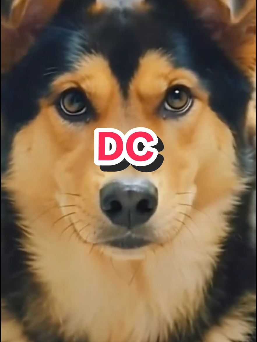 @Cholanz🐕