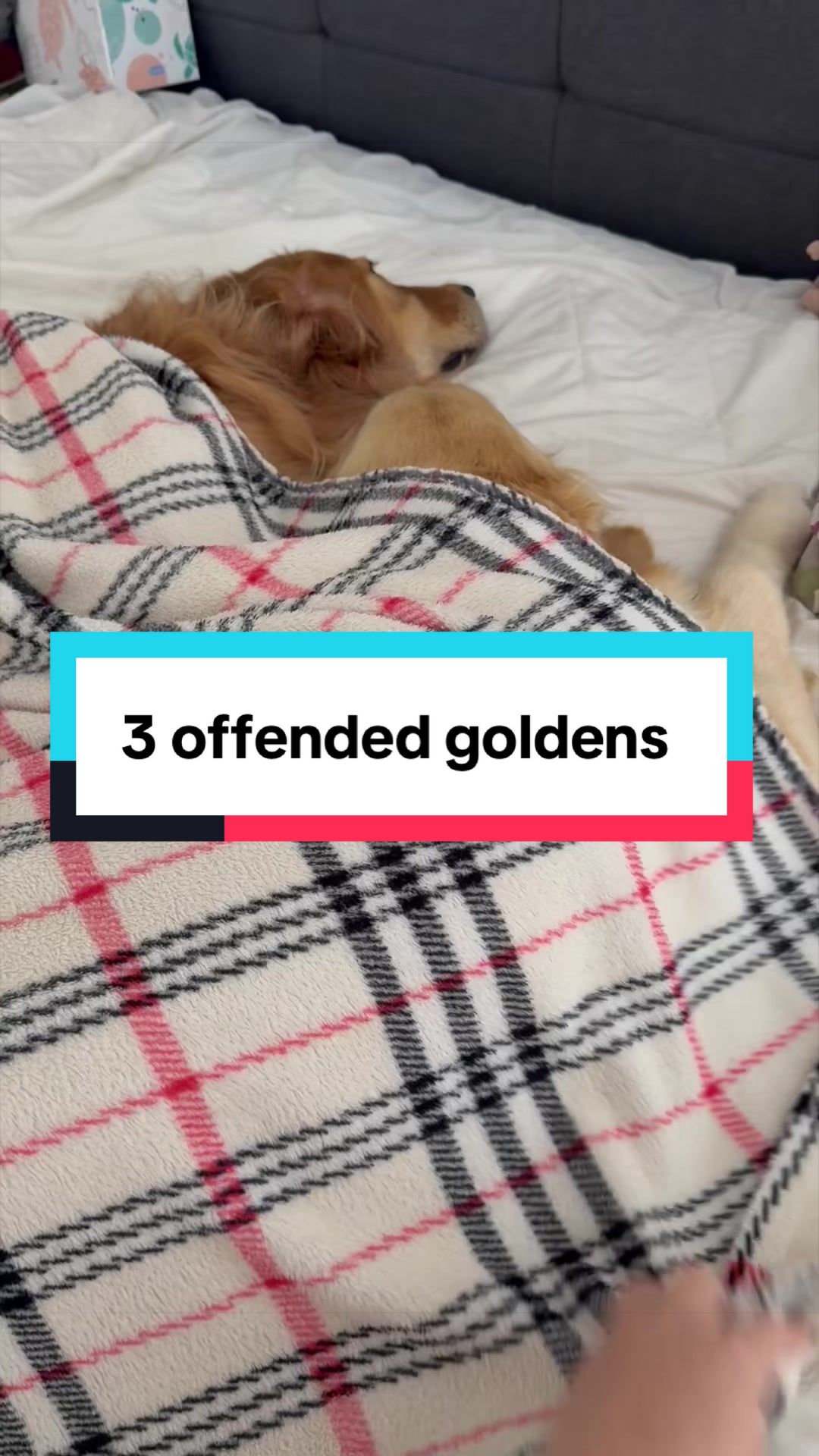 @3goldenretriever