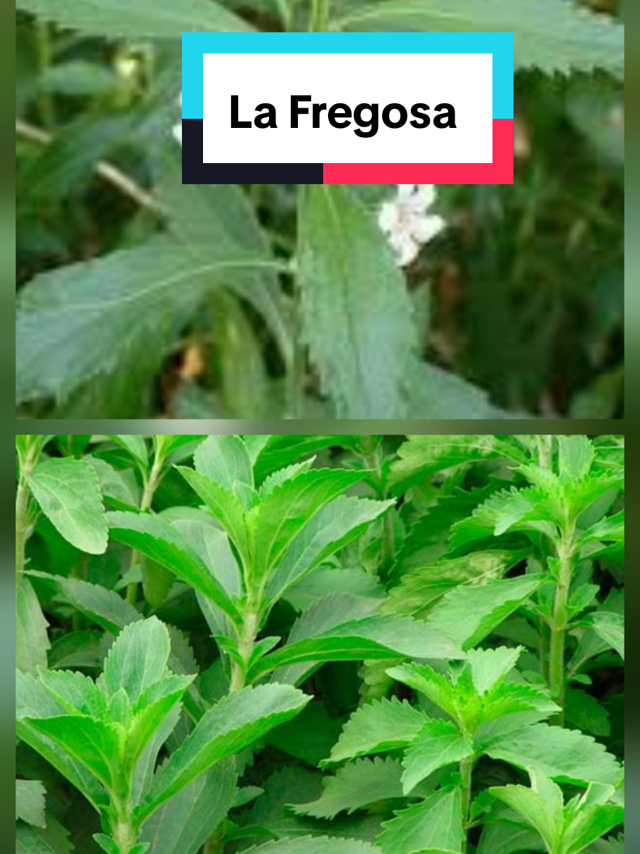 @𝐉𝐨𝐬𝐲
