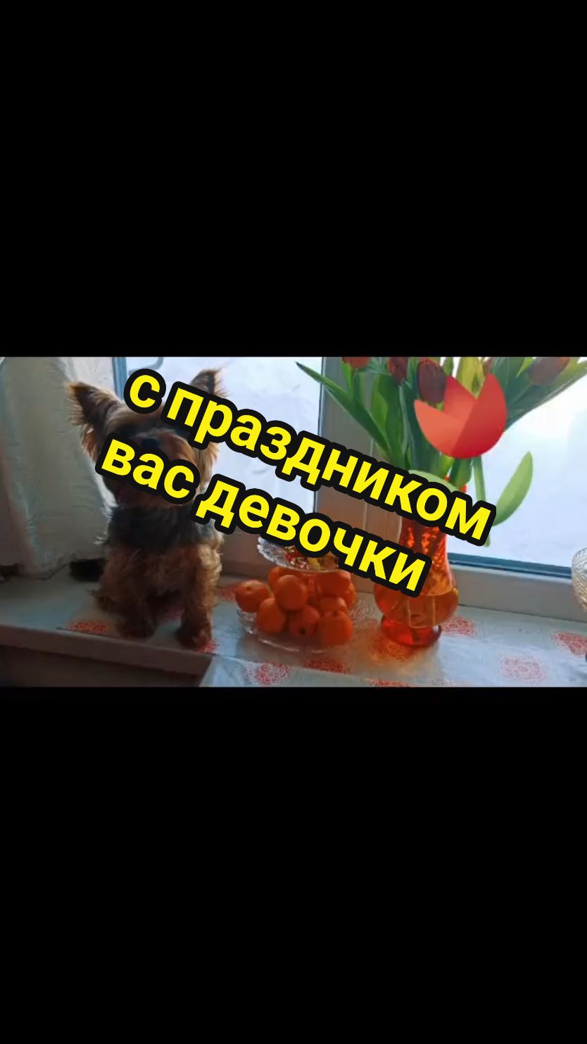 @🤟Веня Машаранский✌