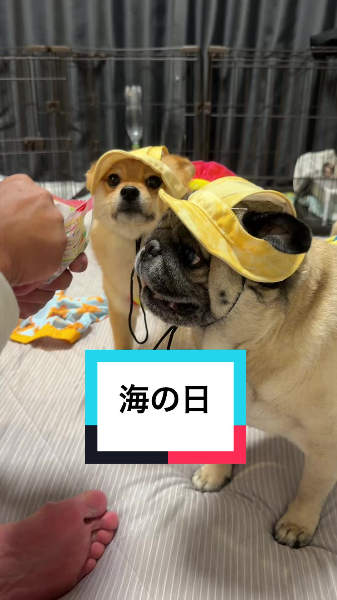 @🐶とん&ぺっぺこぺー🦊