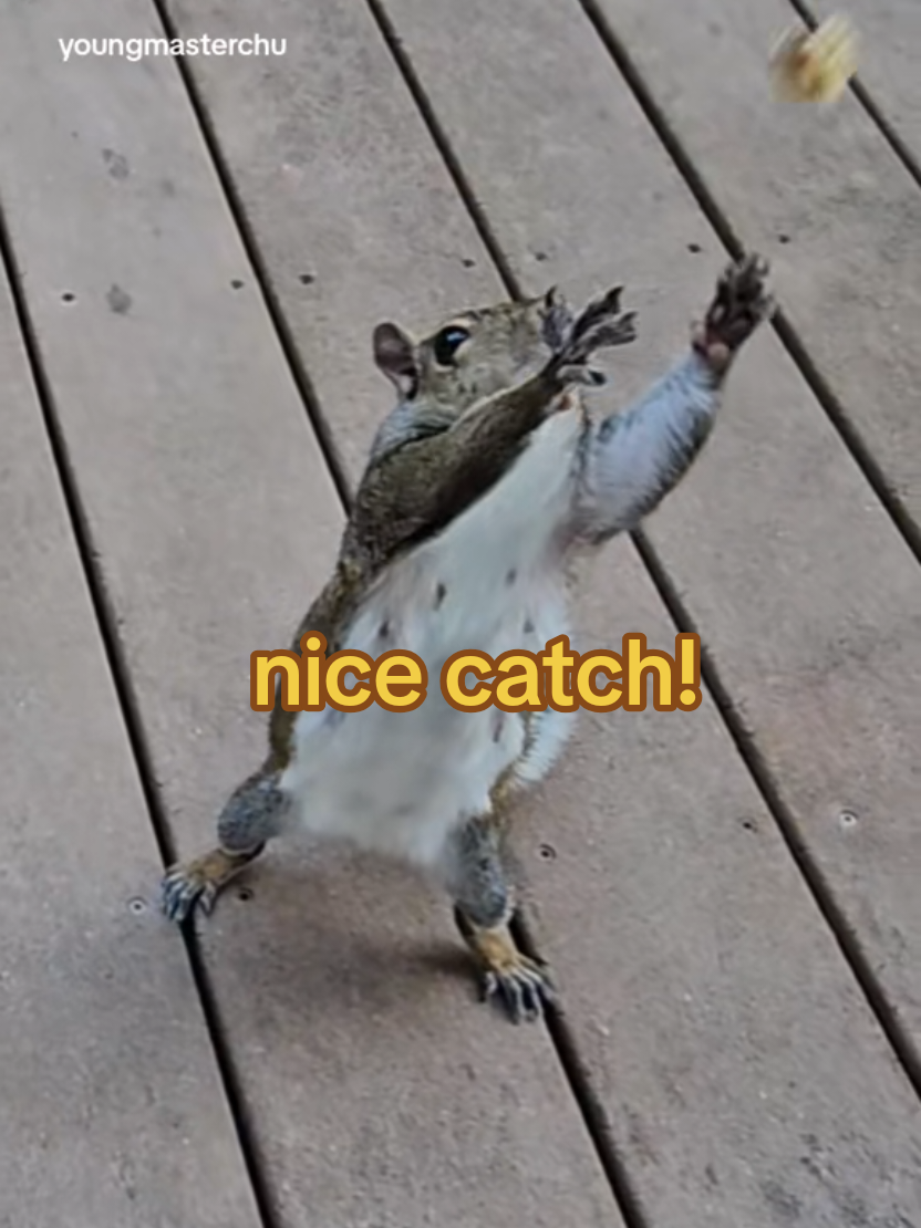 @youngmasterchu squirrel