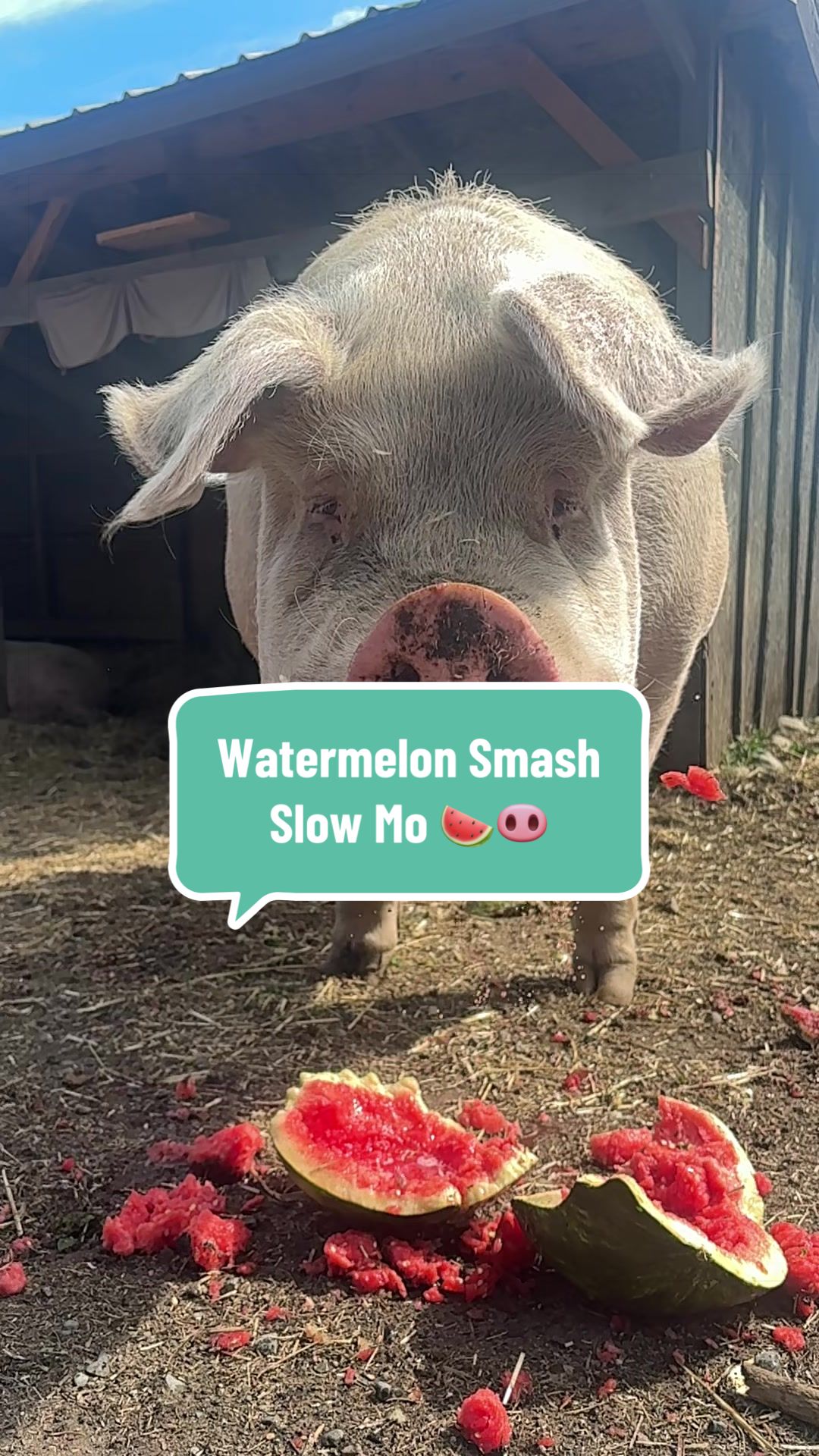 @Home for Hooves 🐽