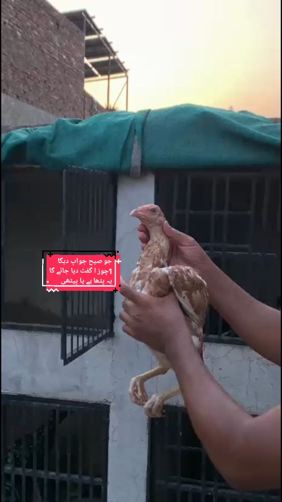 @Hafiz.aseel vilog