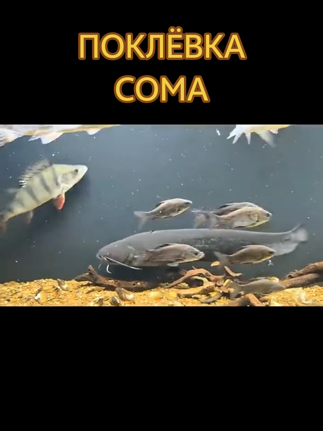 @Судак в Аквариуме
