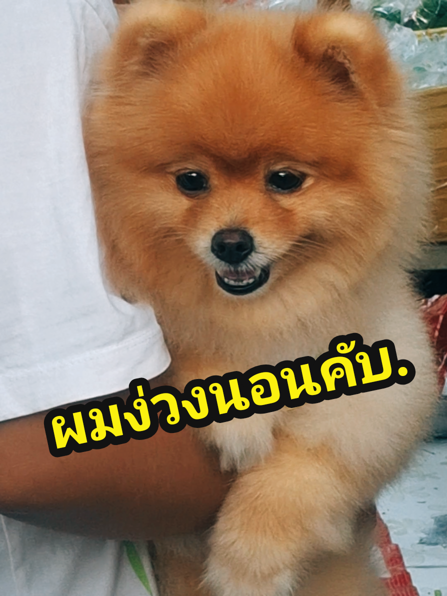 @Nutzimoto