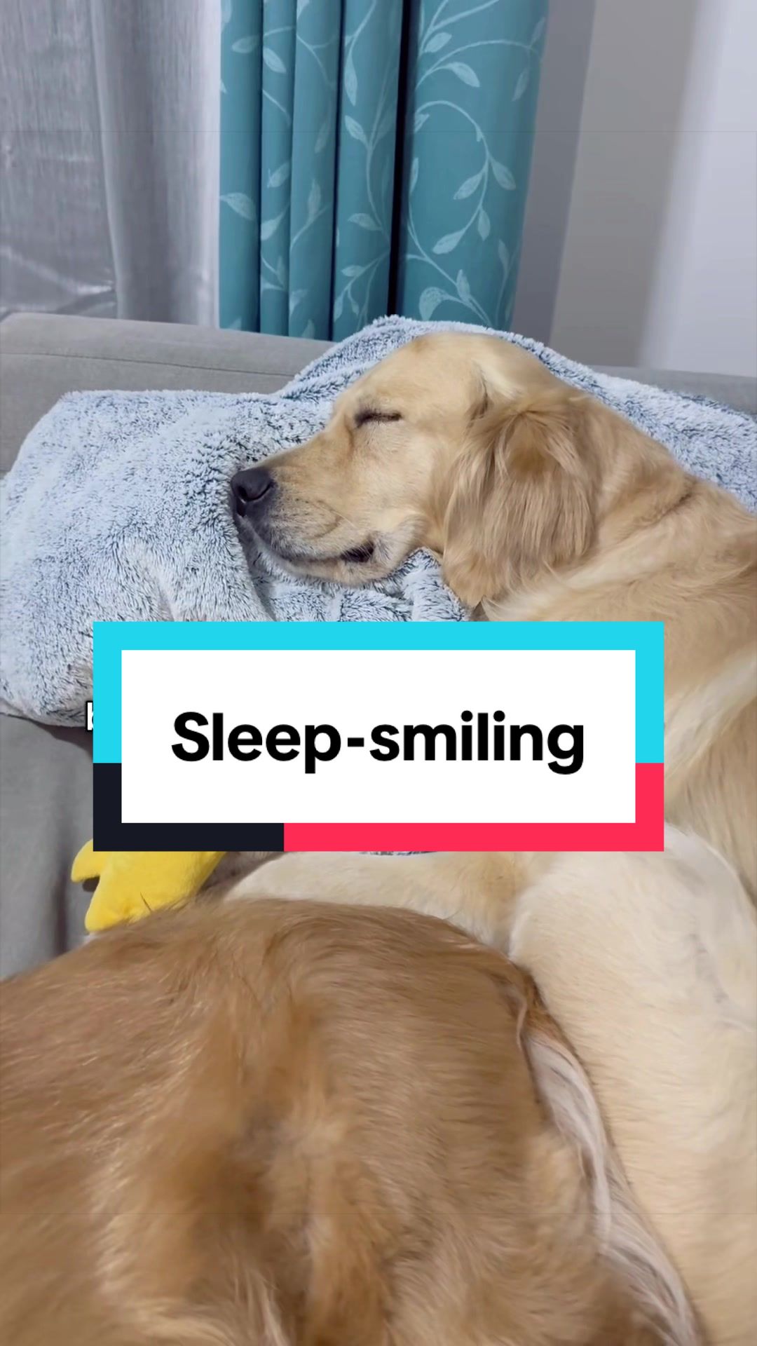 @3goldenretriever
