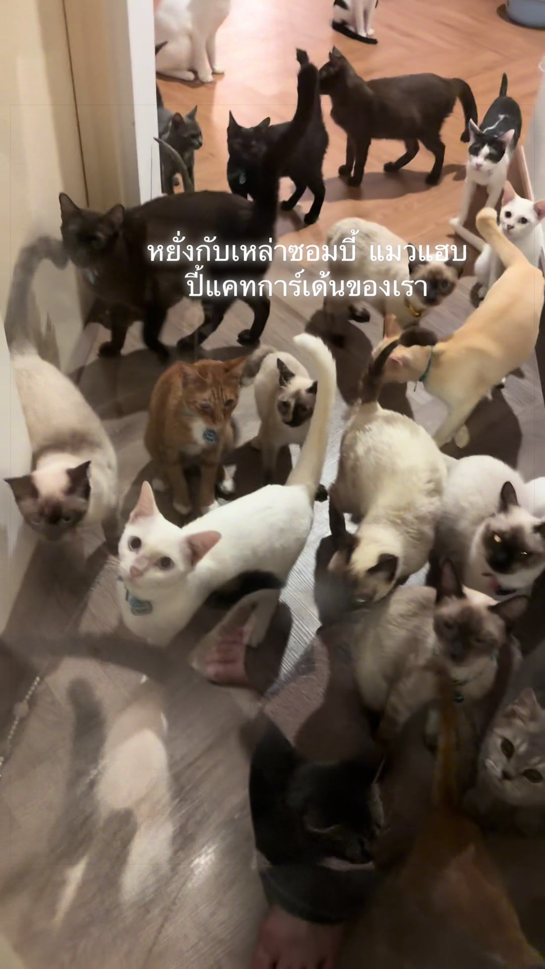 @happycatgarden.thailand