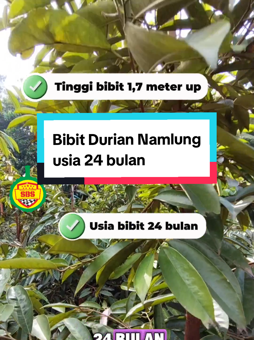 @Produksi Buah_SBS