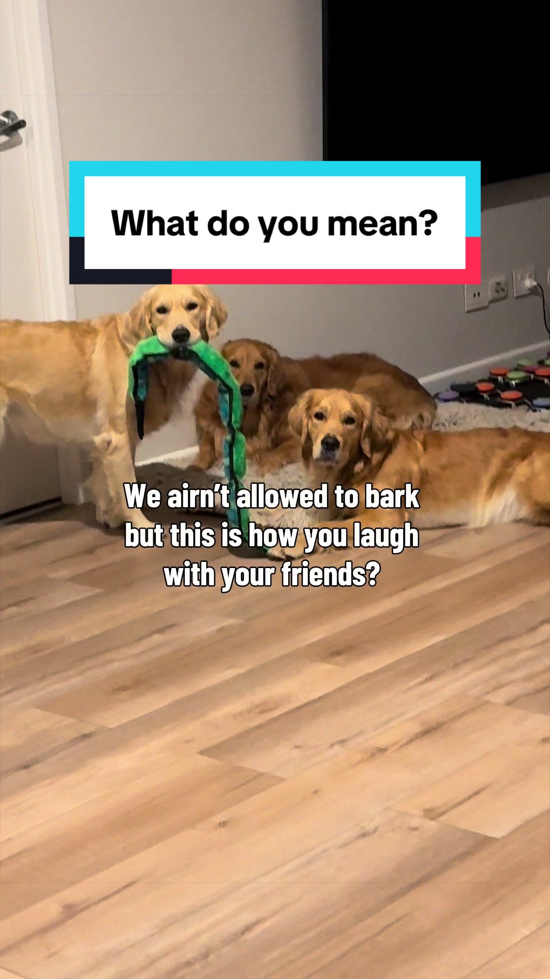 @3goldenretriever