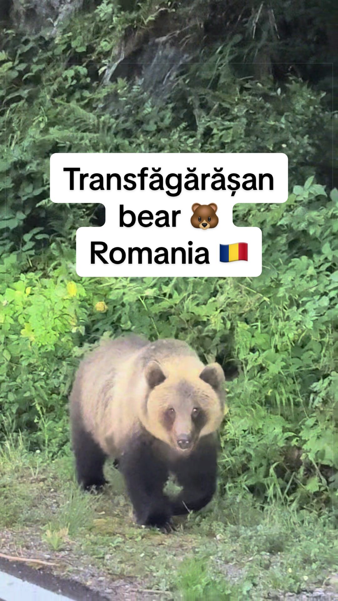 @ruklik