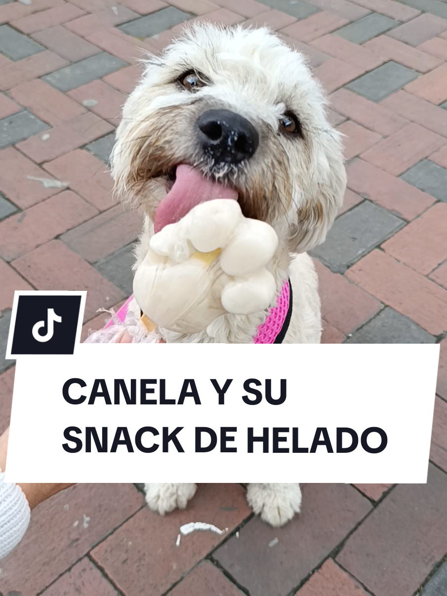 @Doggy Cream