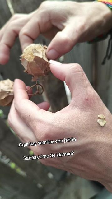 @AyahuascaparaTodosPeru