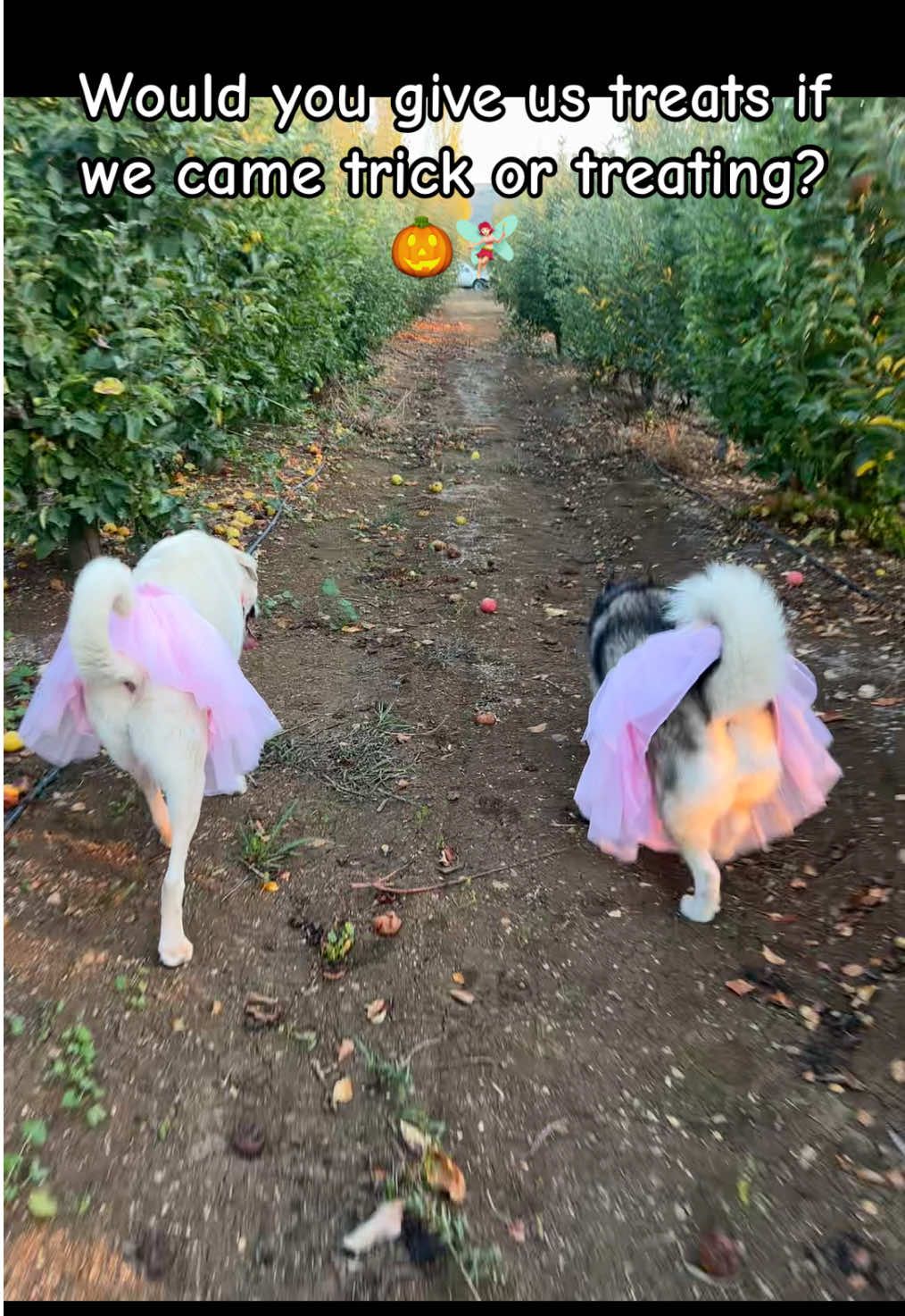 @Nala & Bella 💜
