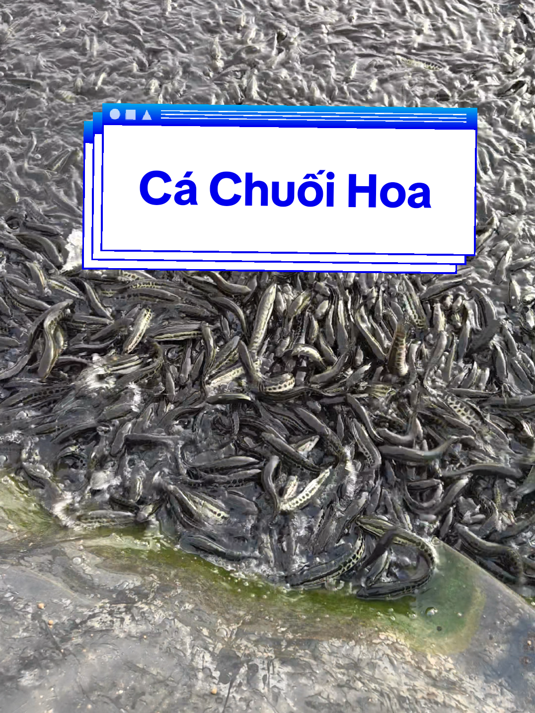 @Cá Chuối Hoa