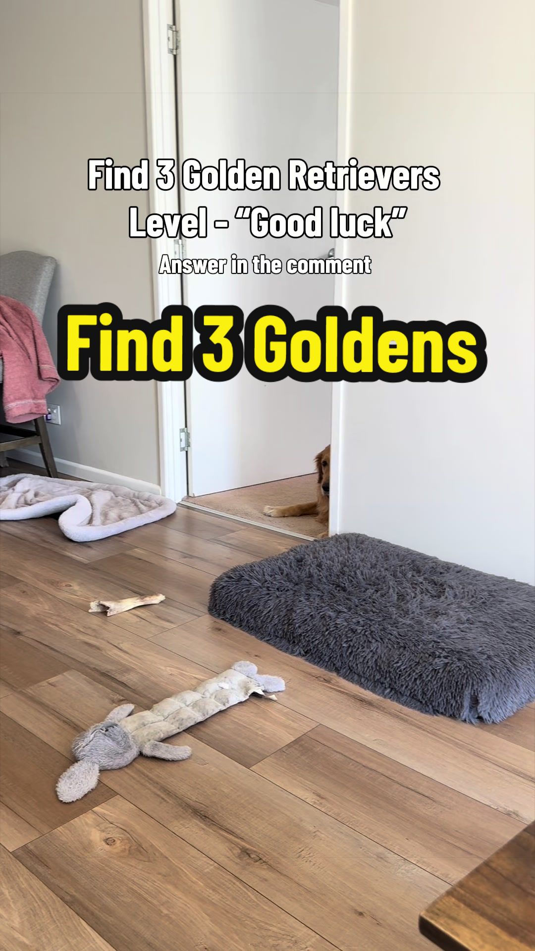 @3goldenretriever