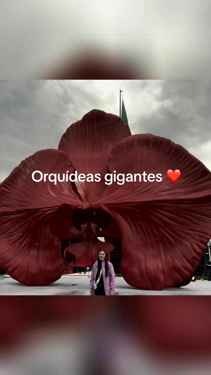 @Suemy Yu    @algarabia_art