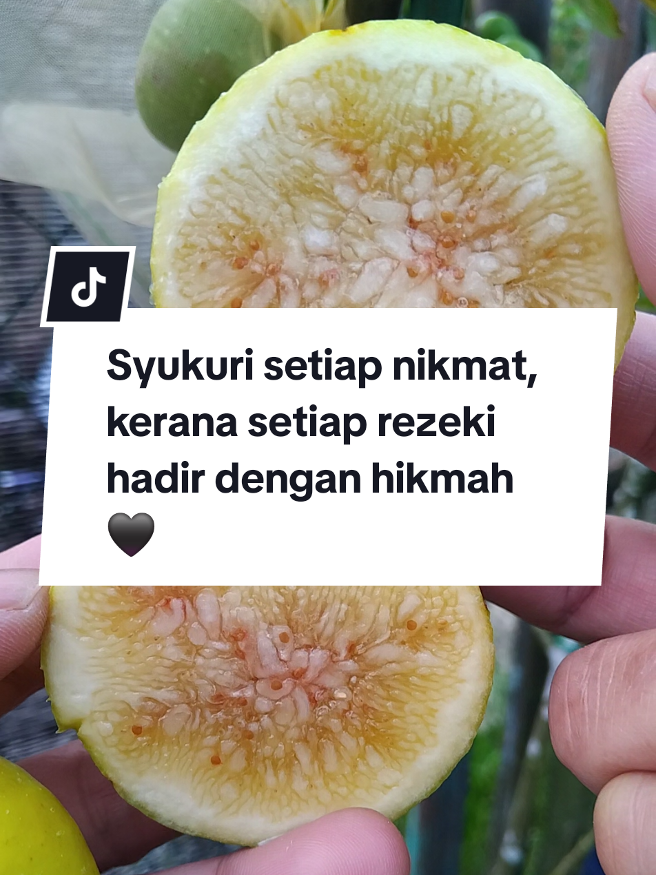 @Hayati Mummiey