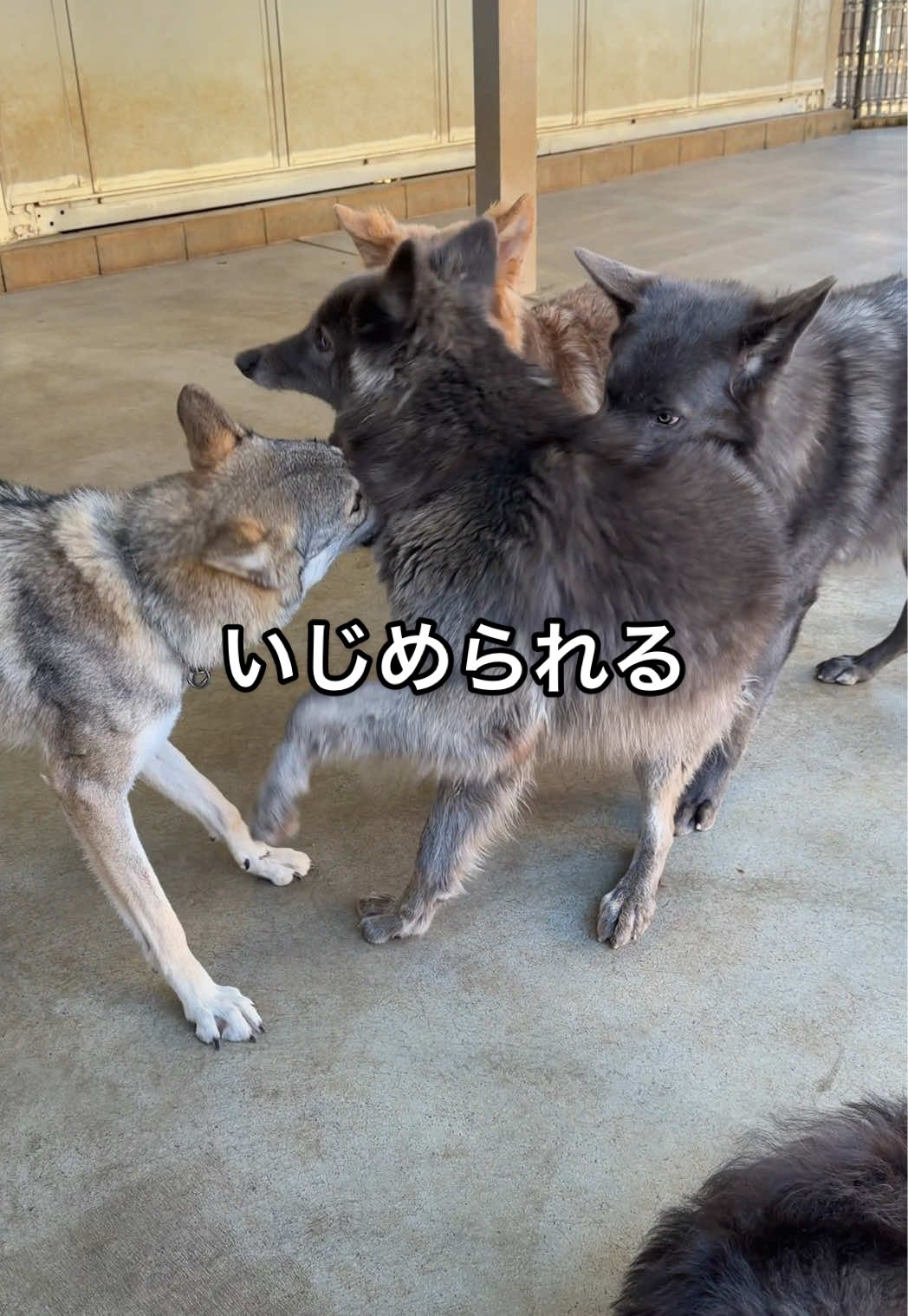 @ローズウルフ/ウルフドッグ犬舎