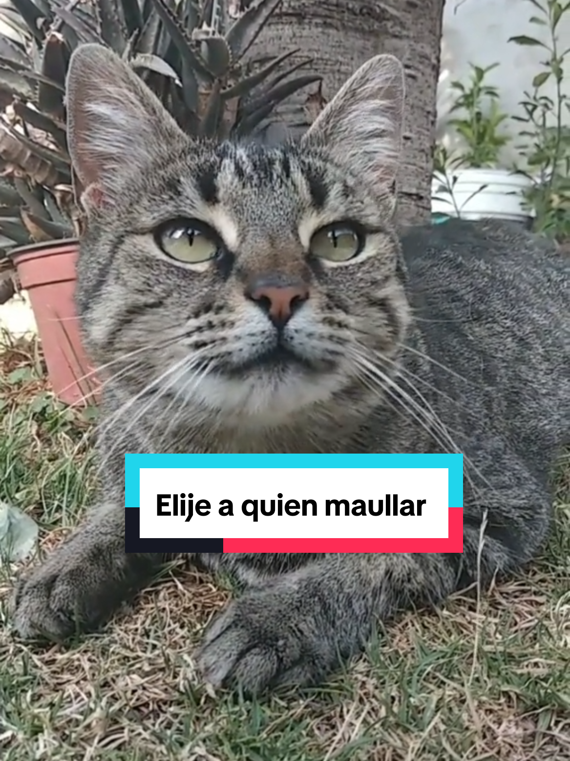 @Lunita🐱🌜