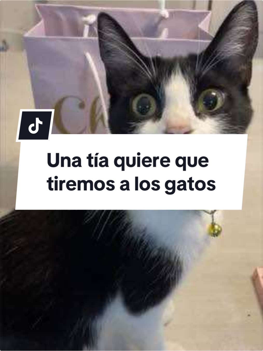 @Con todo y gatos