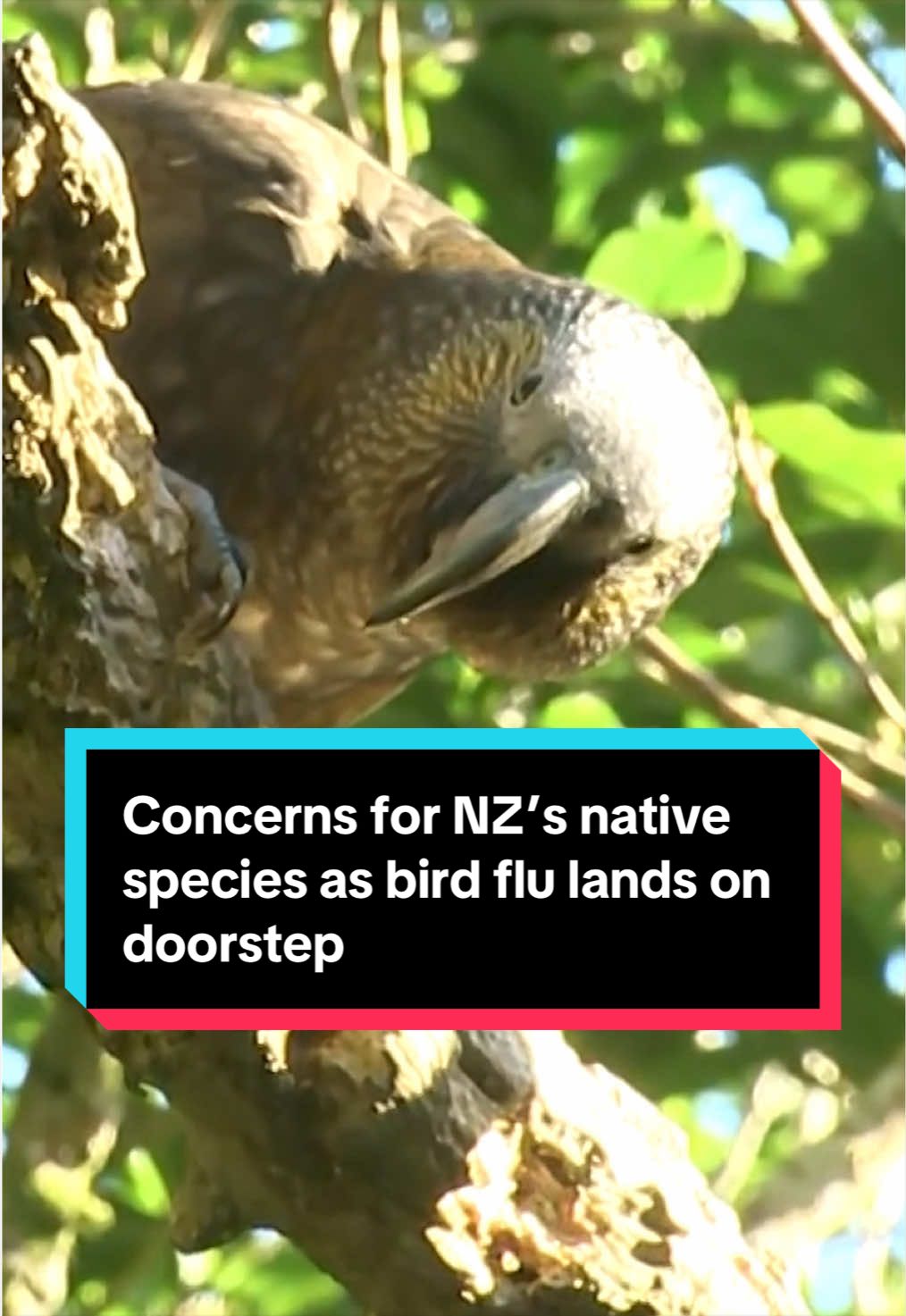 @NZstuff