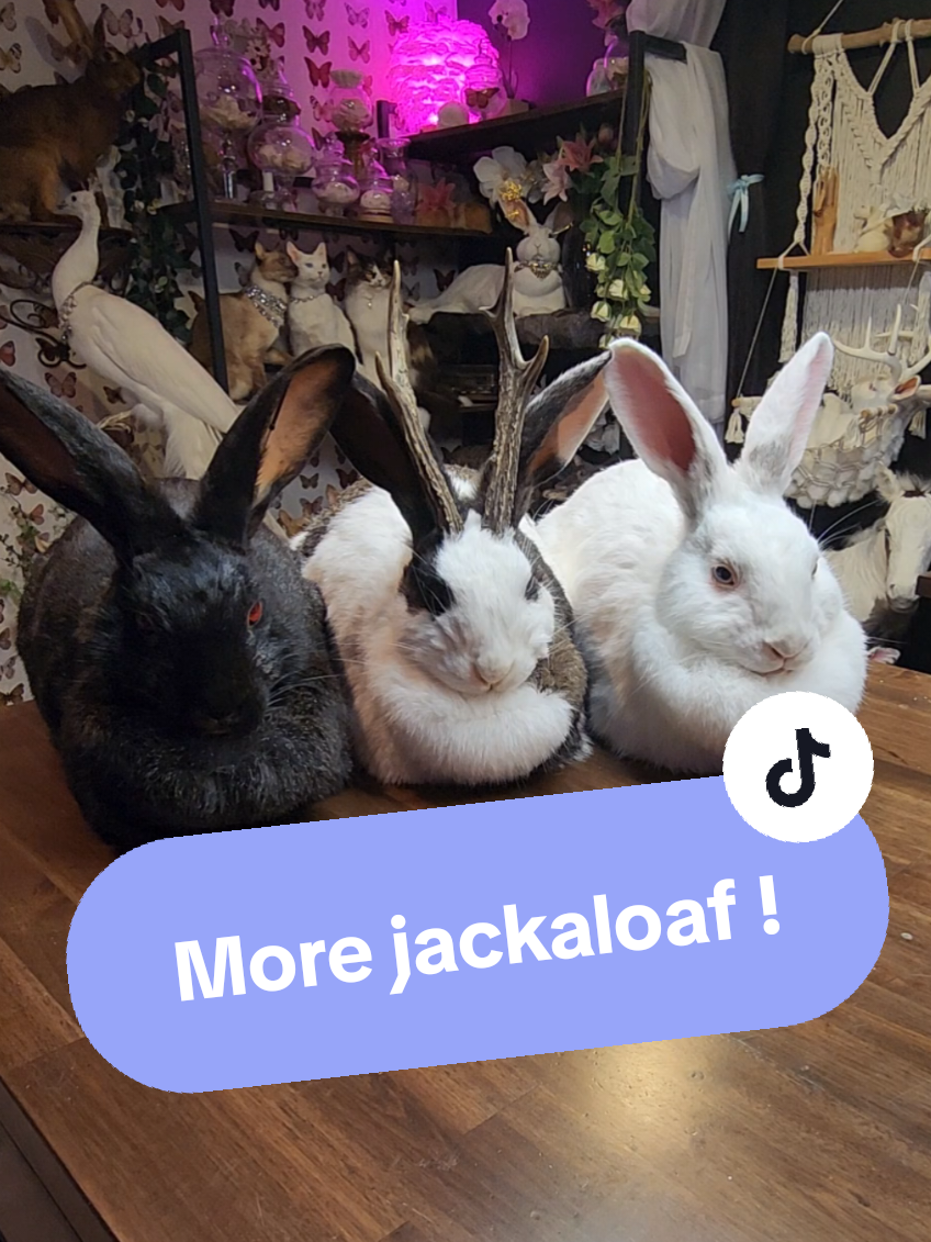 @May Jackalope Taxidermy 🇨🇦