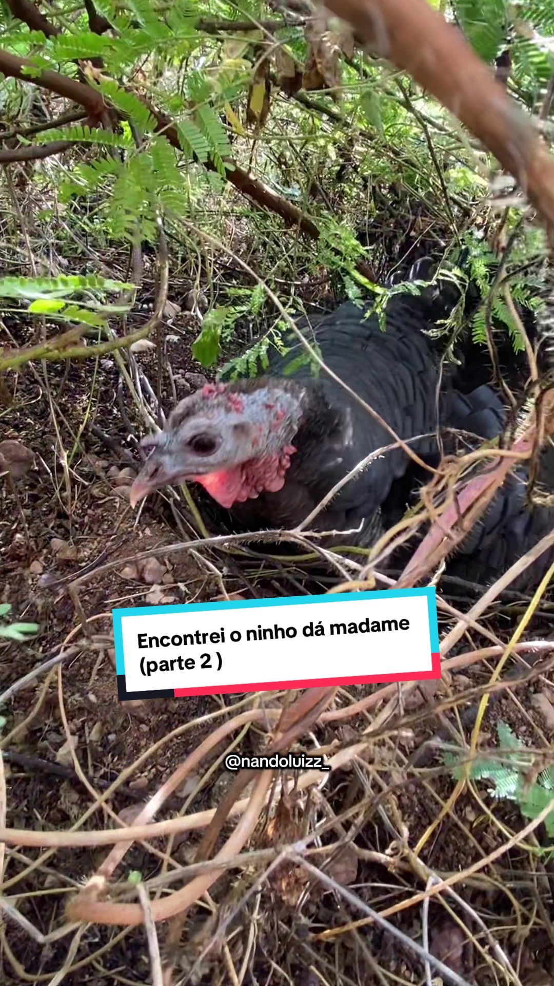 @Fernando Luiz