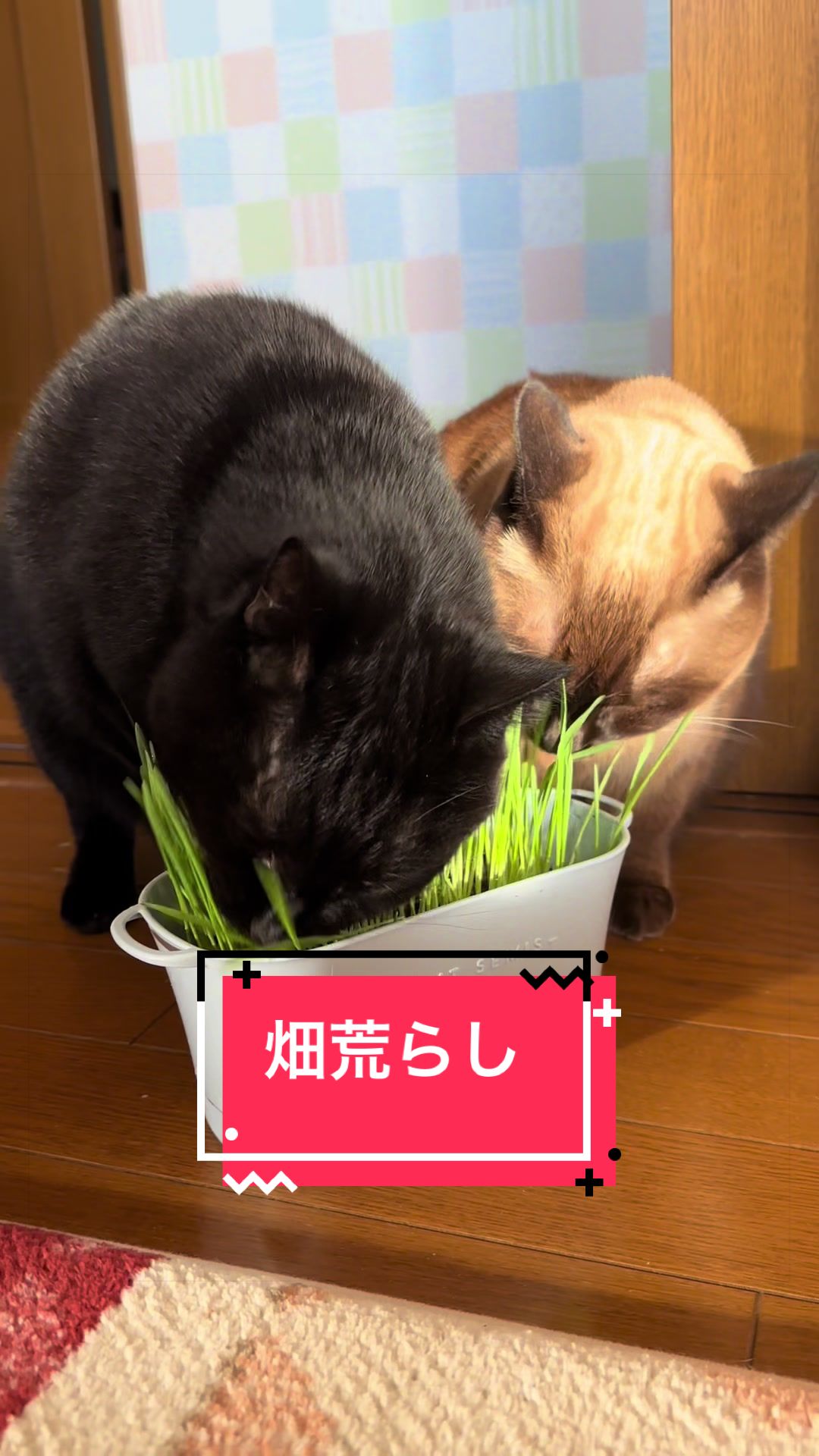 @うちのコレンジャー