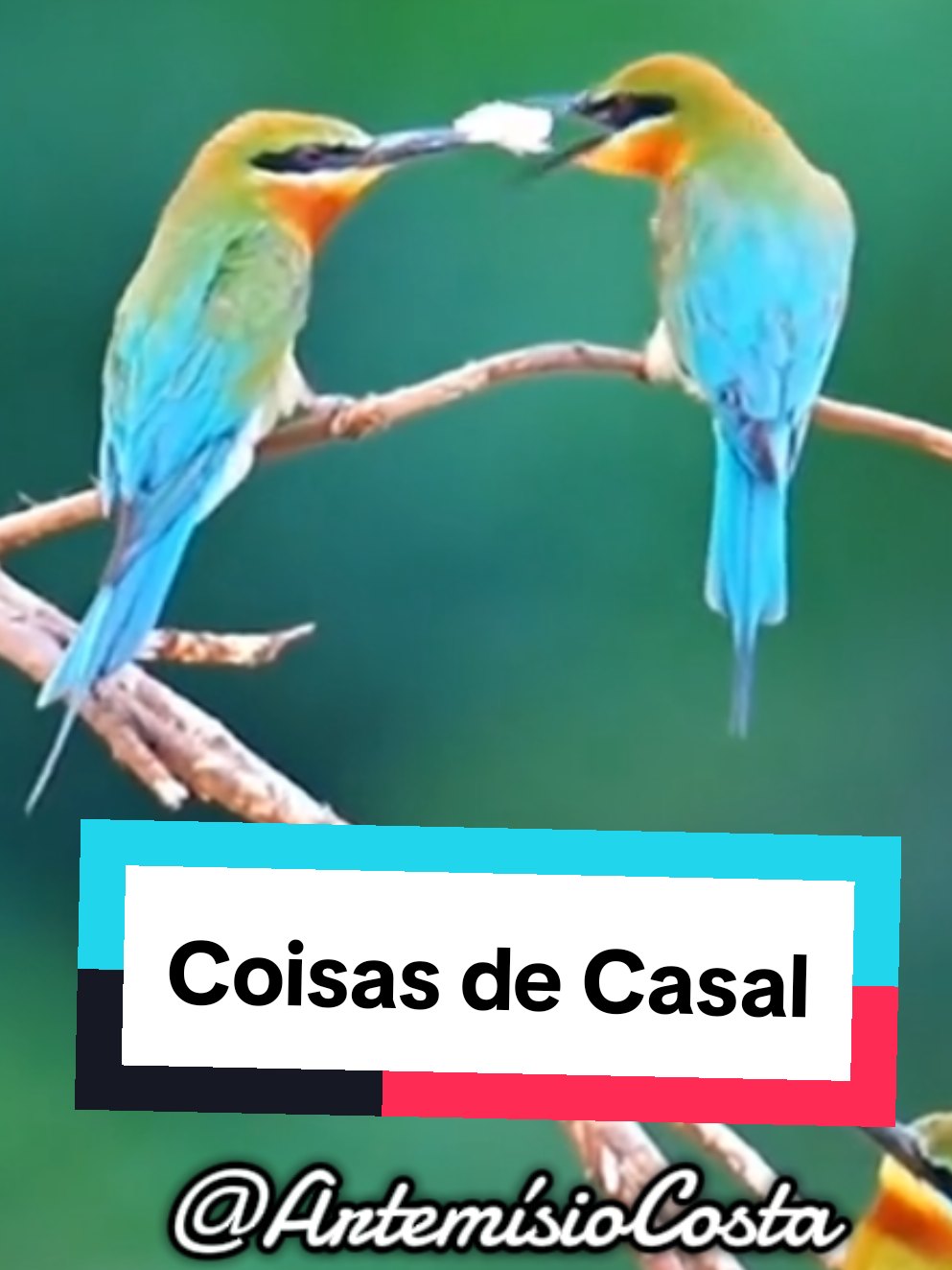 @Artemisio Costa
