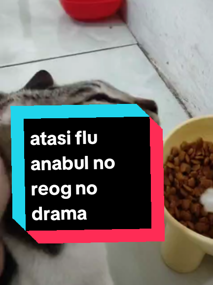@cimba😺