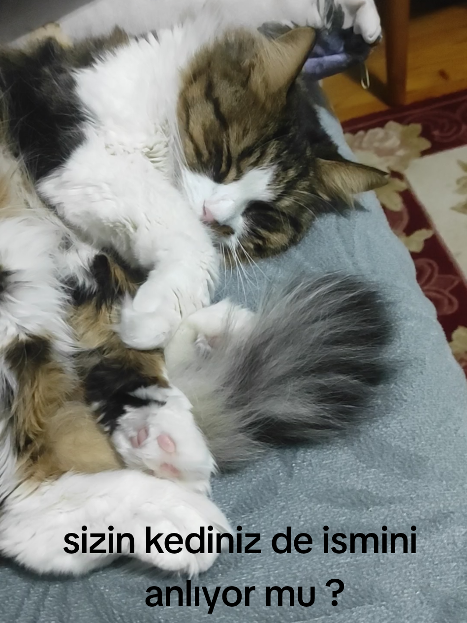 @Mehmet