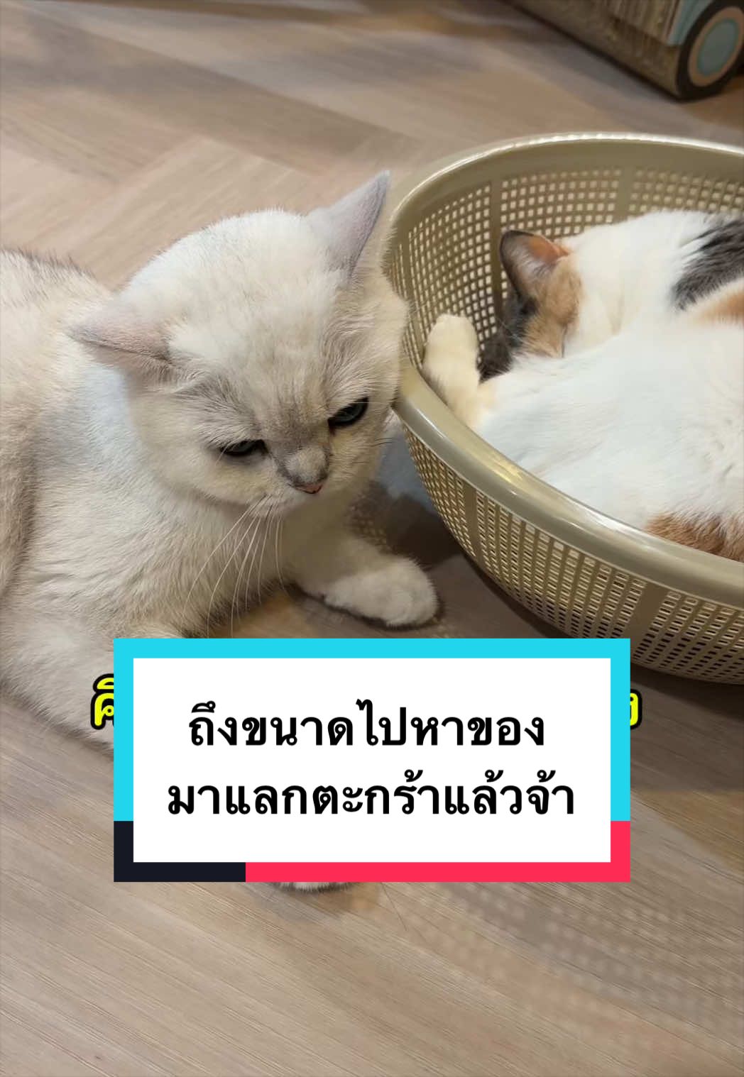 @คิมบับครับผม