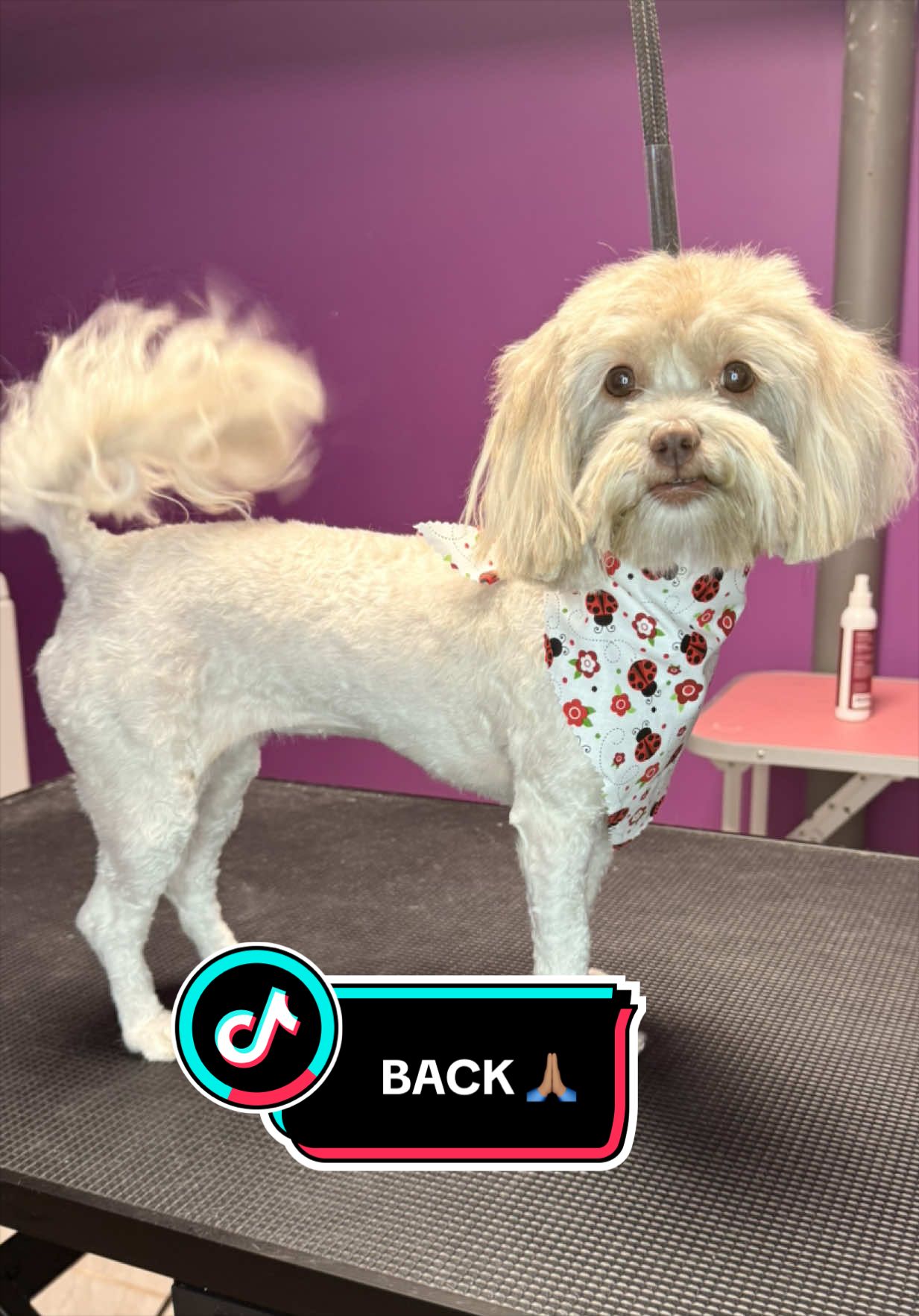 @wonderpetsgrooming