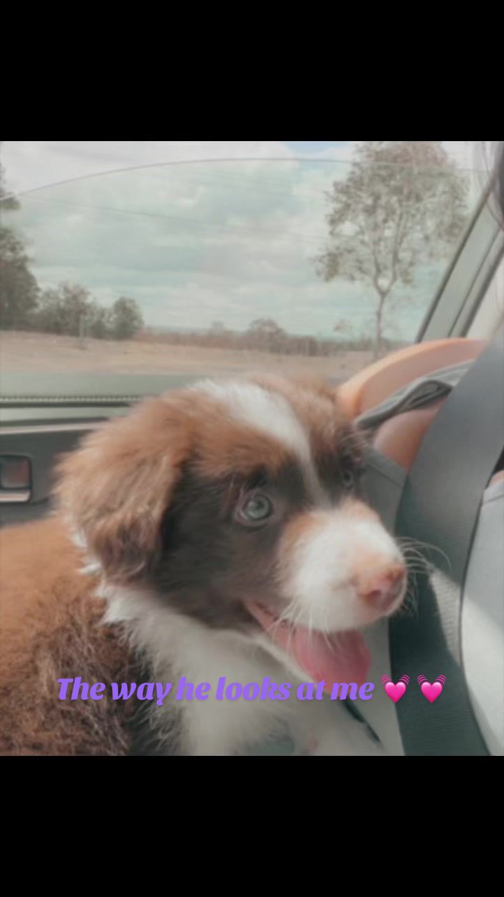 @Just Flame and his Human