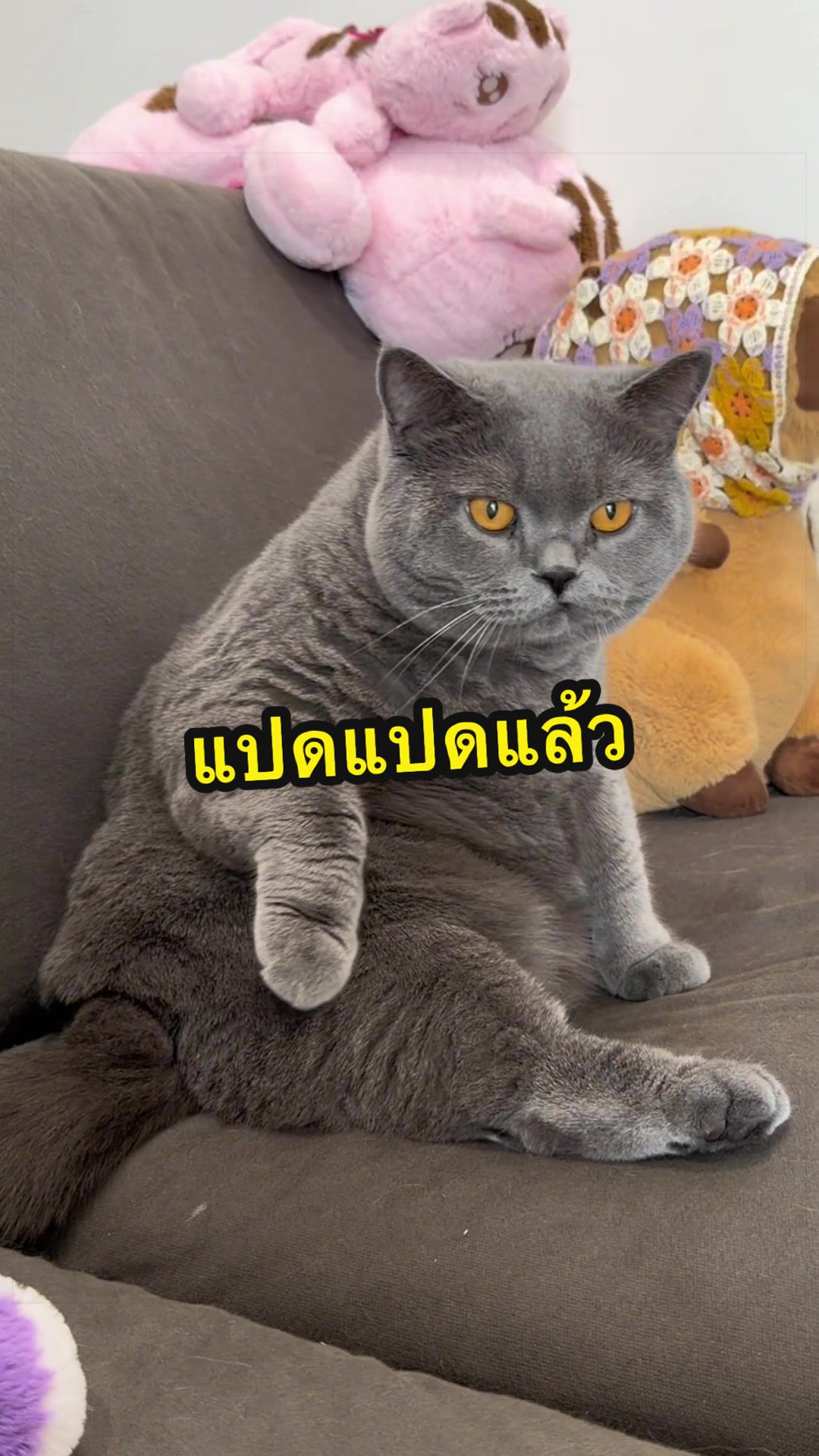 @เชอรี่ขืนใจแมว