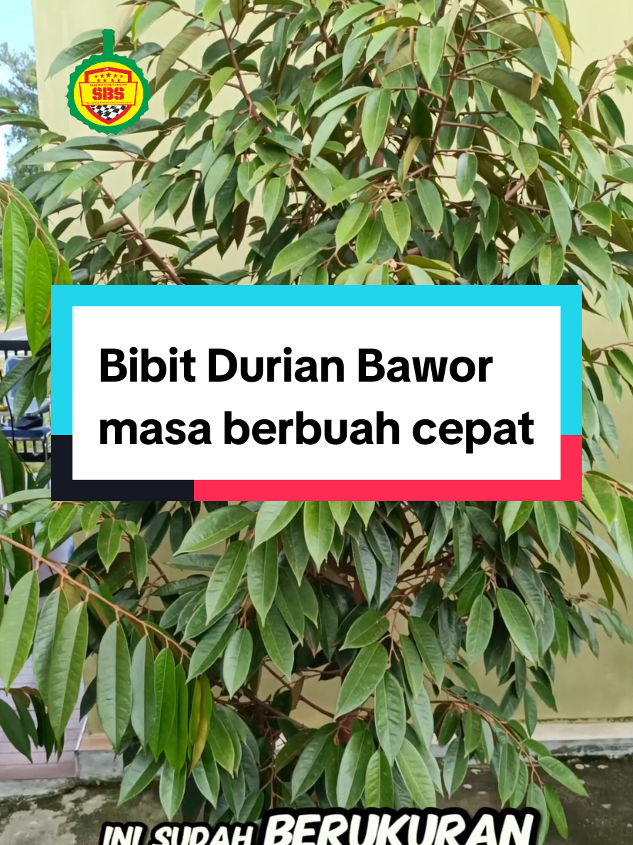 @Produksi Buah_SBS